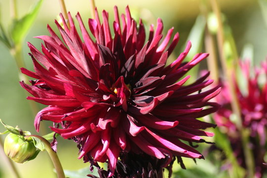 Dalias