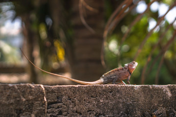 Chameleon on a concrete wall is disguised as an environment. Lizard in Asia is a pet. Stock photo background