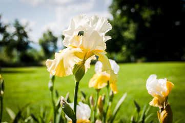 Obraz premium Basel, Iris, Schwertlilie, Lilie, Gelbe Blume, Blumengarten, Gartenarbeit, Schweiz