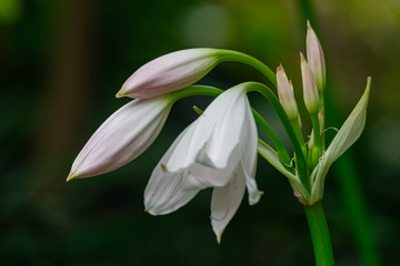Obraz premium Crinum moorei flowers close view, with dark garden background