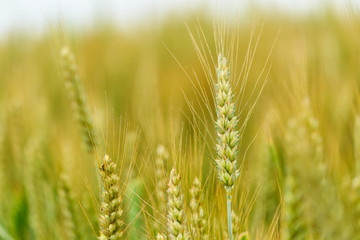Fototapeta premium field of wheat