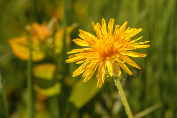 Gelbe Löwenzahn-Blüte