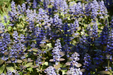 Closeup ajuga reptans - purple blue flower with blurred background in garden