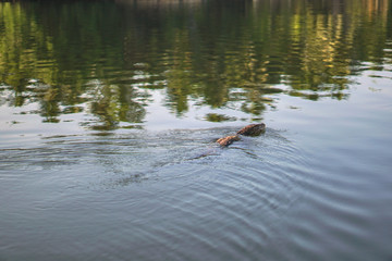 Varan on the nature in Asia floats on the river. Lizard in the open air in Sri Lanka. Stock photo landscape