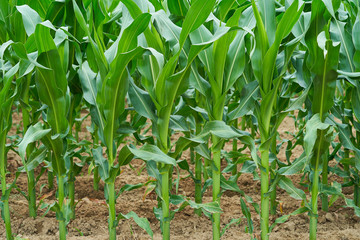 young plants in the garden
