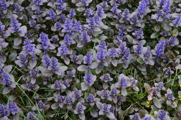 Fototapeta premium Closeup ajuga reptans - purple blue flower with blurred background in garden