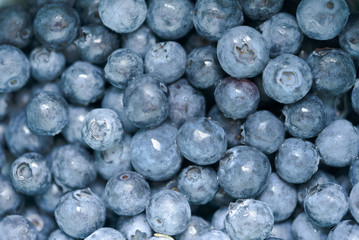blueberries close up 