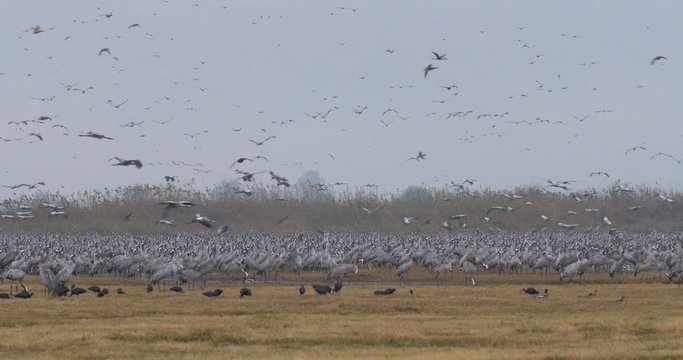 Common crane feeding and flying In Hula Valley Israel