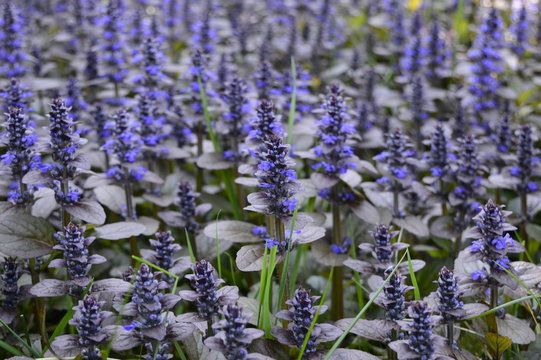 Closeup ajuga reptans - purple blue flower with blurred background in garden