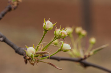 Spring flowering landscape of pear trees in Qianxi, Hebei, China