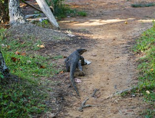 Varan on nature in Asia. Lizard in the open air in Sri Lanka. Stock photo landscape