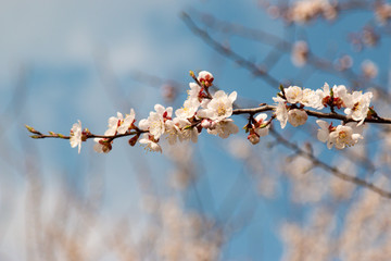 apricot flowers on a branch
