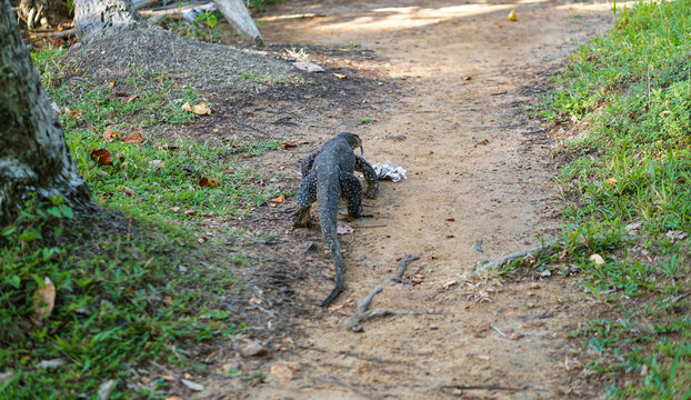 Varan on nature in Asia. Lizard in the open air in Sri Lanka. Stock photo landscape