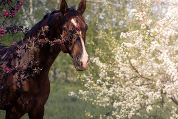 portrait of a brown akhal-teke horse among the blossom trees