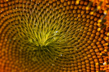 Close-up odf the center of a sunflower blossom