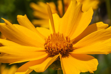 Blossoms of coneflowers (rudbeckia) in yellow and orange
