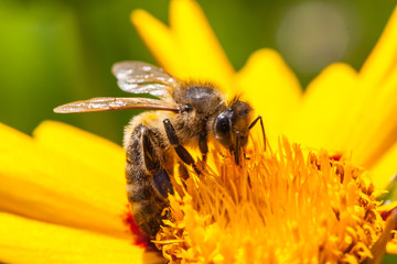 A bee on a blossom of coneflowers (rudbeckia)