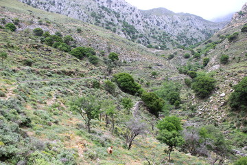 Naklejka premium Kreta, Kavousi, Wanderweg