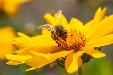 A bee on a blossom of coneflowers (rudbeckia)