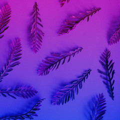Beautiful leaves on a blue-pink  background.  Nature concept. 