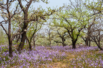 Fototapeta na wymiar Spring flowering landscape of pear trees in Qianxi, Hebei, China