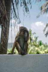 Funny wild monkey in the nature of Asia. Types of Sri Lanka. Tourist routes of tropical fauna. Stock photo