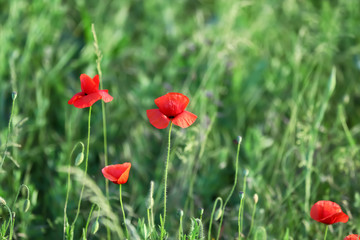 Beautiful red poppy flowers in green field