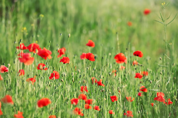 Beautiful red poppy flowers in green field