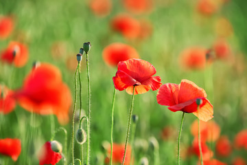 Beautiful red poppy flowers in green field