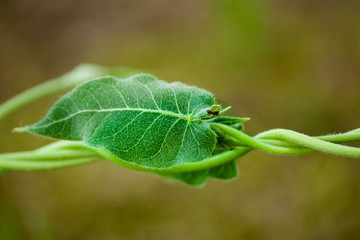 Vine plants, hd green leaves, plants with spiders