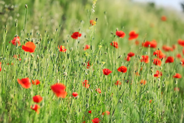 Fototapeta na wymiar Beautiful red poppy flowers in green field