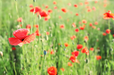 Beautiful red poppy flowers in green field