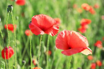 Obraz premium Piękne czerwone kwiaty maku w zielonym polu