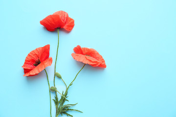 Obraz premium Beautiful red poppy flowers on color background