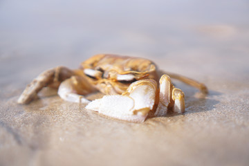 Crab on the beach of the sea is crawling in the sand. Asia and its nature.