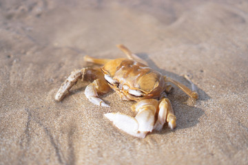 Crab on the beach of the sea is crawling in the sand. Asia and its nature.