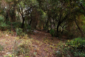 Impassable  thickets in the Hanita forest in northern Israel, in the rays of the setting sun