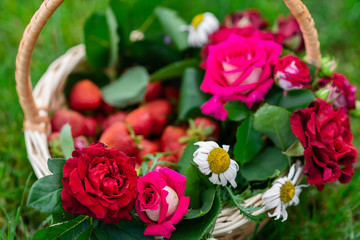 wicker basket with roses, flowers and red ripe strawberries on the green grass