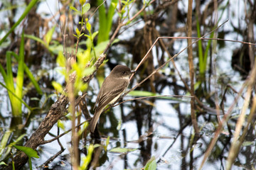 Eastern Phoebe