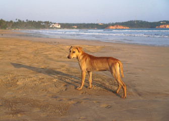 Beautiful dog by the sea or ocean. An animal on the shores of the Indian Ocean in Shrilanka. The pet walks free.