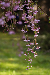 weeping cherry tree branches hanging down towards the ground covered in many light pink cherry blossoms in full bloom