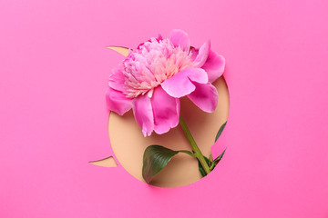 Beautiful peony flower visible through hole in color paper