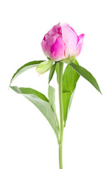 Obraz premium Beautiful peony flower on white background