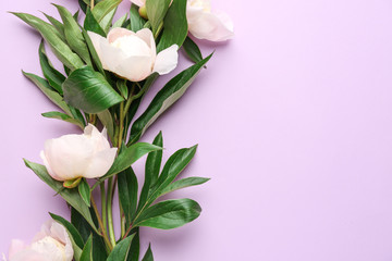 Fototapeta premium Beautiful peony flowers on color background