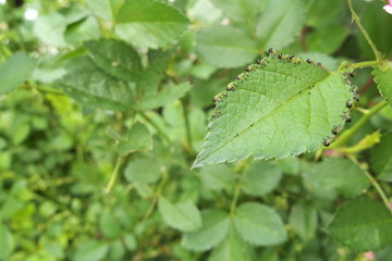Fototapeta na wymiar バラの葉を食べる虫 - Caterpillars eating the rose leaf
