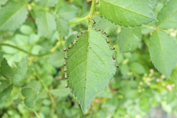 バラの葉を食べる虫 - Caterpillars eating the rose leaf