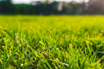 grass at sunset close-up. shallow depth of field