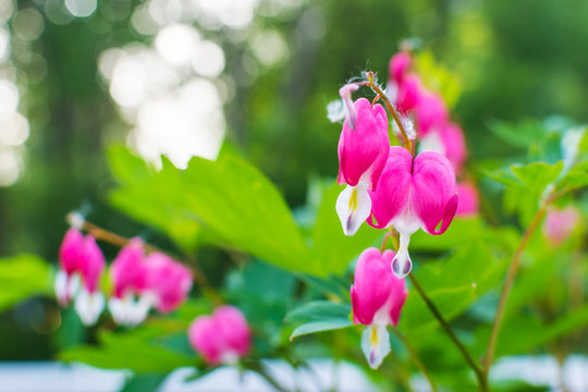 garden pink flowers closeup in natural environment