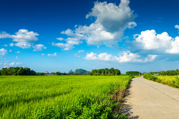 Fototapeta na wymiar Rice fields rubber trees Mountains and blue sky at Phatthalung Thailand.