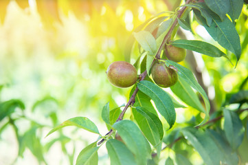 Ripe sweet fruits growing on a peach tree branch